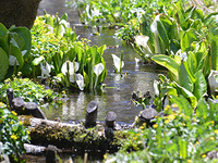 高山グリーンツアー「池ヶ原湿原ハイキング」募集のお知らせ