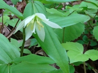白草山で出会った花