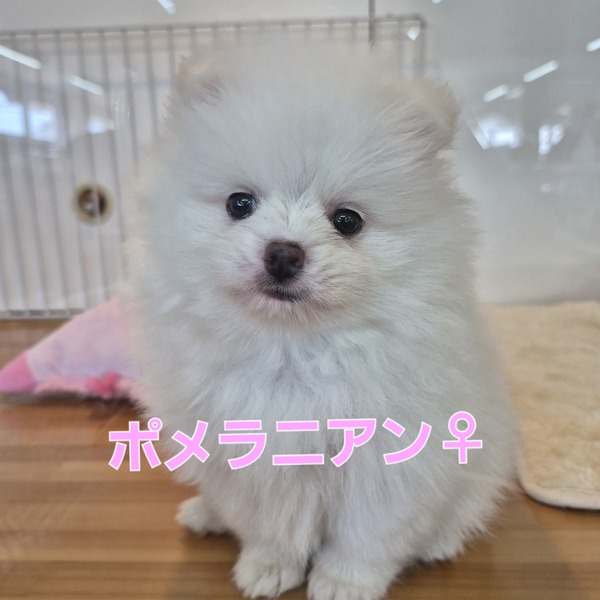 仲間入りしました