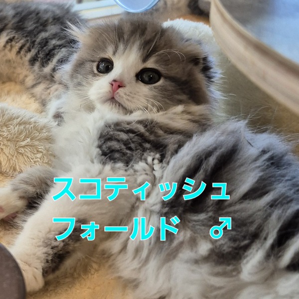 仲間入りしました