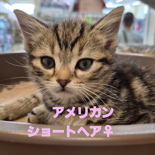 仲間入りしました