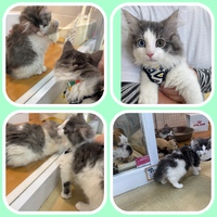 お店出身のねこちゃん 2025/05/15 17:12:12