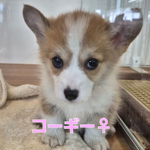 仲間入りしました
