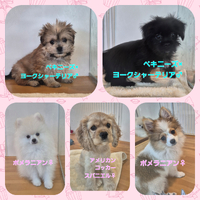 お店のわんちゃん　ねこちゃん 2025/05/09 15:53:06