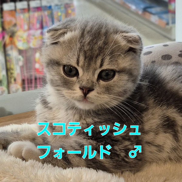 仲間入りしました