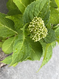 紫陽花 2021/06/22 18:06:07