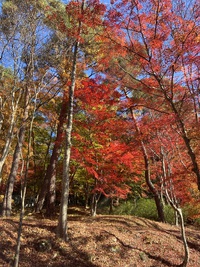 日枝神社の紅葉