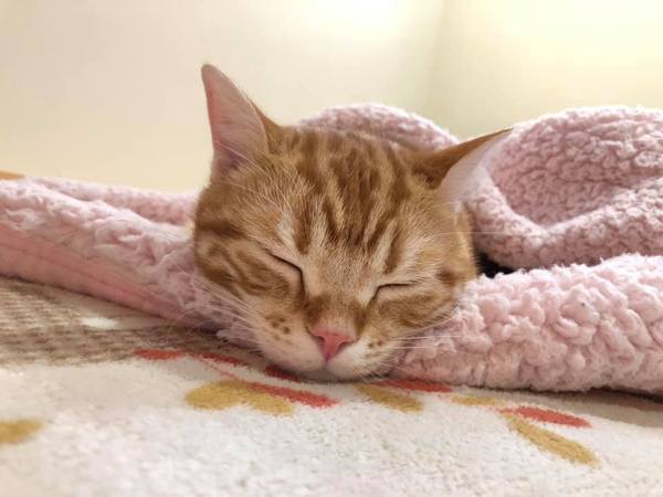 にゃんＬｉｖｉｎｇ改修工事⑤