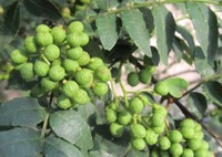 地域の香りをもつ特産物
