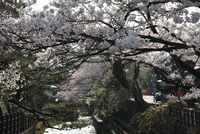 江名子川沿いの桜　♪