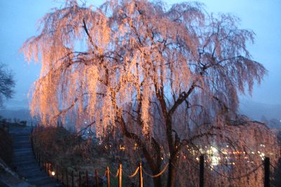 夜桜も綺麗です　♪
