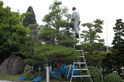 庭木の剪定