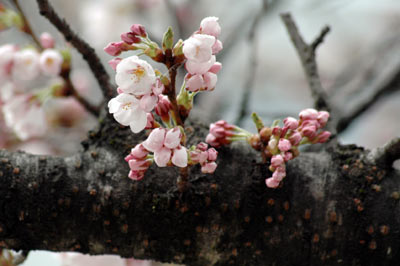 桜便り2010　 vol.2　～開花宣言～