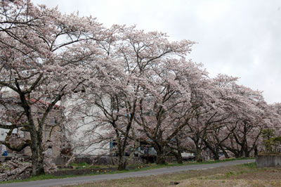 桜便り2010　 vol.9　～千島町：すのり川沿い～