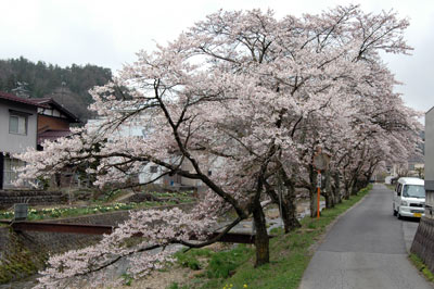 桜便り2010　 vol.9　～千島町：すのり川沿い～