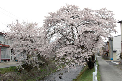 桜便り2010　 vol.11　～西之一色町：すのり川沿い～