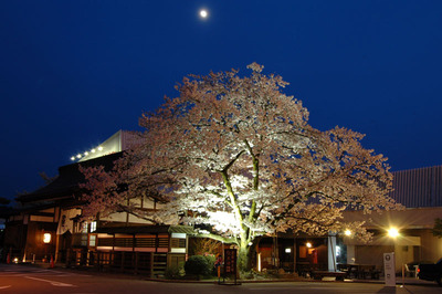 桜便り2010　vol.15　～夕暮れの桜の足湯～