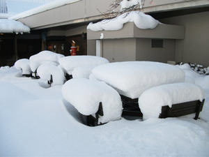 大雪の朝レポート
