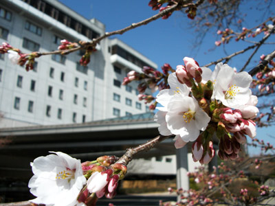 桜便り2011　 vol.2　～開花～