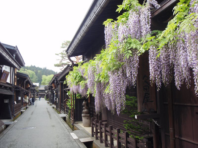 藤の花