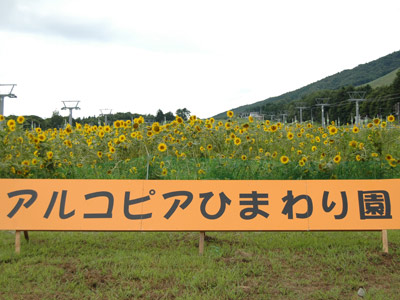 アルコピアひまわり園