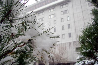 ビックリな雪