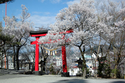 さくら探検　＝東照宮（旧松泰寺）境内＝