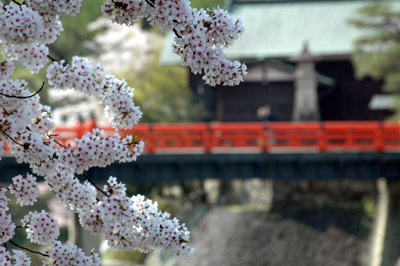 さくら探検　＝赤い中橋＝