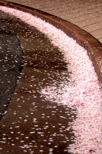 春の足音♪　～桜川～