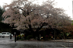春の足音♪　～桜川～