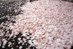 桜便り2009　vol.9　～桜散る～