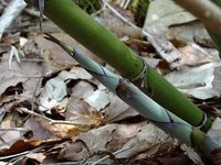 ひめ竹採り