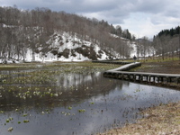池ヶ原湿原
