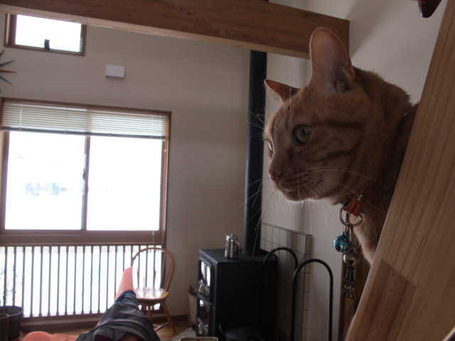 やっぱり無理でした・・・