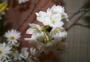 桜花を生けて
