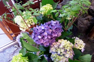 店先の花