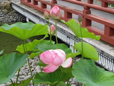 涼しげなお花を(；´Д｀)