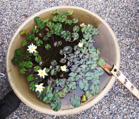 涼しげなお花を(；´Д｀)