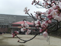 大学の春