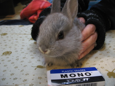 うさぎ！
