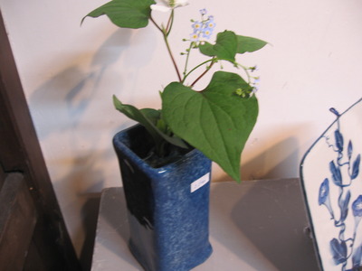 花盛りの季節です！
