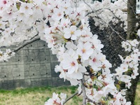 春土用の戌の日