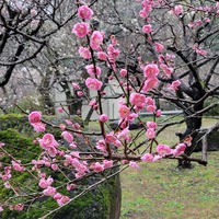 熱海桜(’-’*)♪
