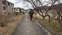 桜はまだまだ 2017/03/18 17:57:13