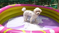 プール遊び&もふっこ譲渡会 2018/07/22 21:35:00
