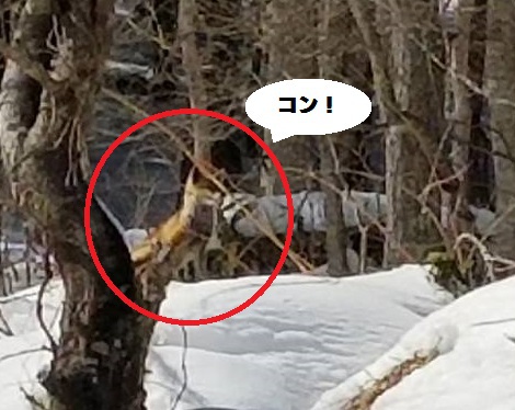 見つけられるかな？