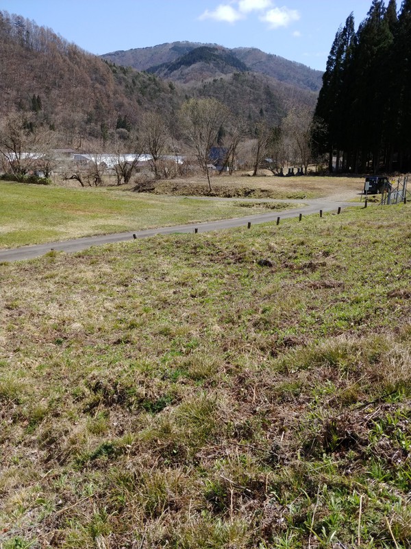 清見の花情報②
