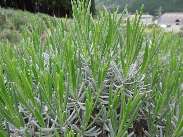 ラベンダーの様子