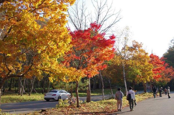 せせらぎ街道の紅葉