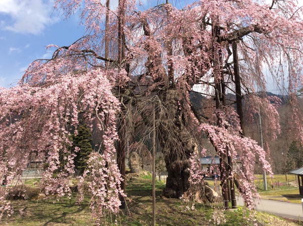 西光寺の枝垂れ桜③見頃を迎えました～！！